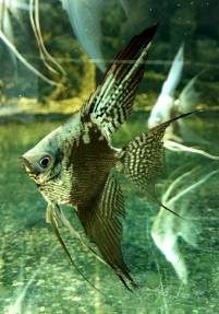 Pterophyllum scalare &quot;Pinoy Blue Chocolate Pearl Veiltail&quot;